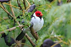 Yellow-billed Cardinal